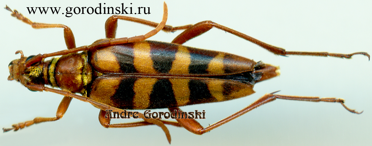 http://www.gorodinski.ru/cerambyx/Leptura auratopilosa.jpg